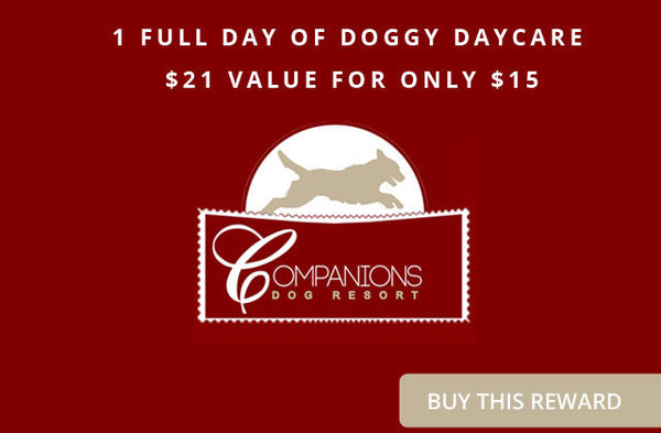 Companions Dog Resort 1 Full Day of Doggy Daycare- $21 value for only $15