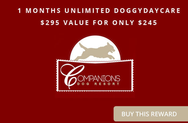 Companions Dog Resort 1 Months Unlimited DoggyDaycare - $295 value for only $245